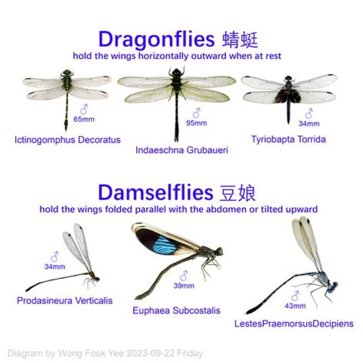 Do dragonflies die in the cold?