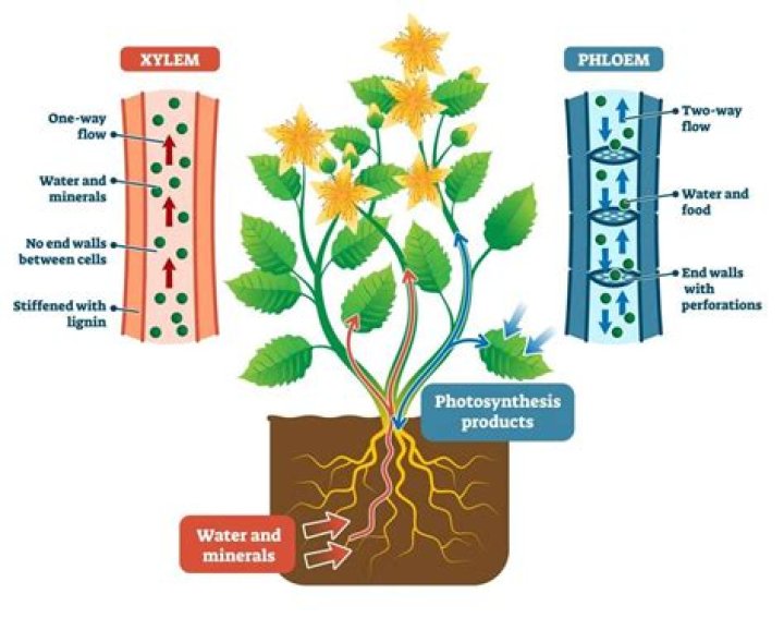 Do plant cells need minerals from soil?