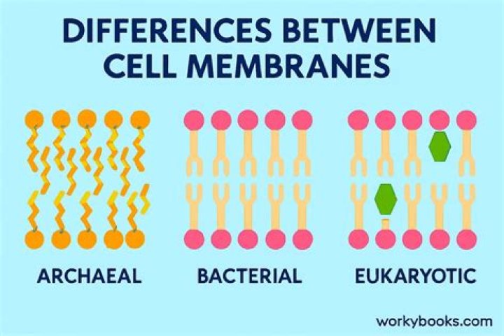 Does archaea have cell wall?