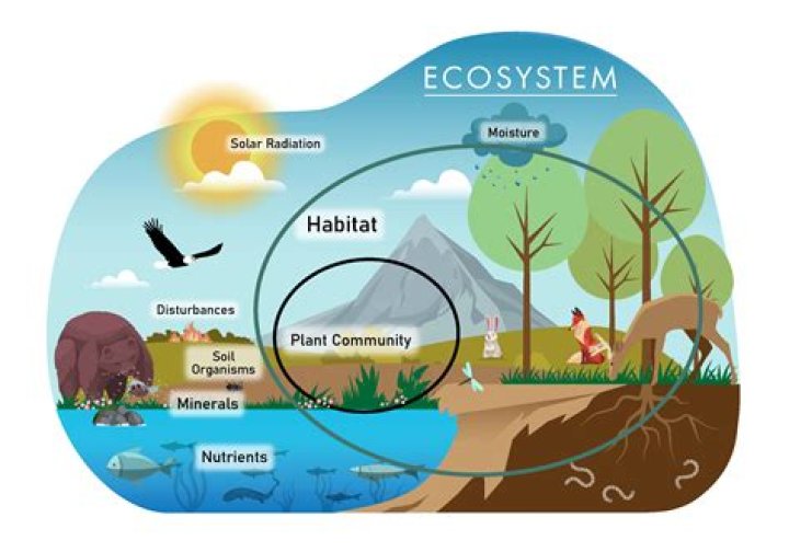 How can a disease affect an ecosystem?