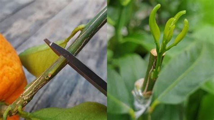 How do you increase citrus production?