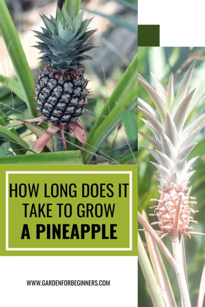 How long does it take to grow 1 pineapple?