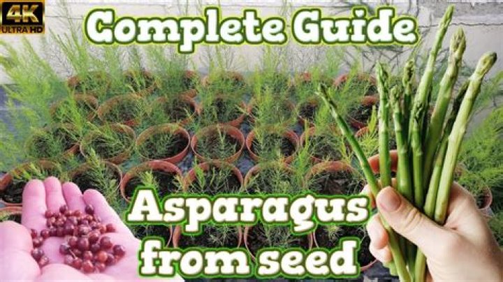 How profitable is asparagus?