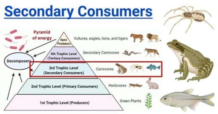 What are the 3 types of consumers?