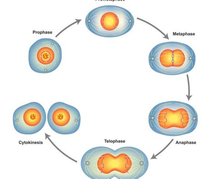 What are the phases of solution?
