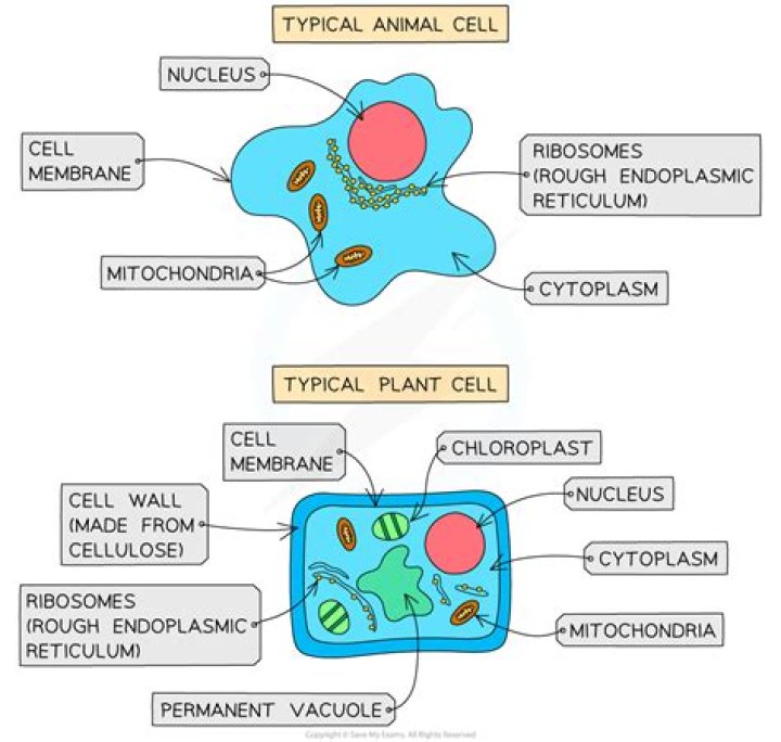 What is difference between plant and animal cell?