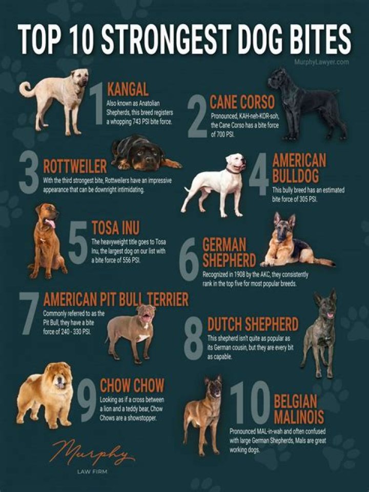 What is the fewest number of dogs that a team can run with?
