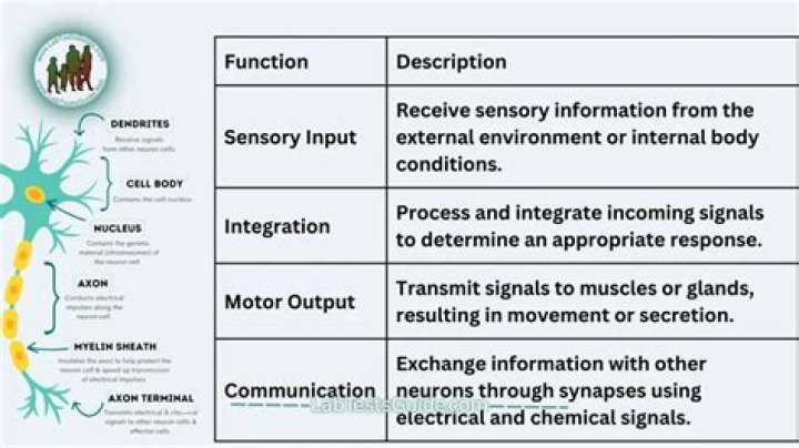 What is the main function of reception?
