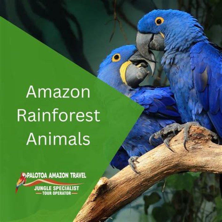 What products are made from the Amazon rainforest?