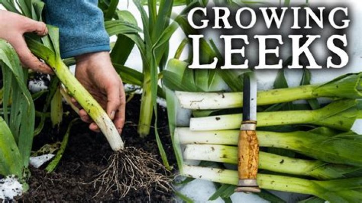 Where is the best place to plant leeks?