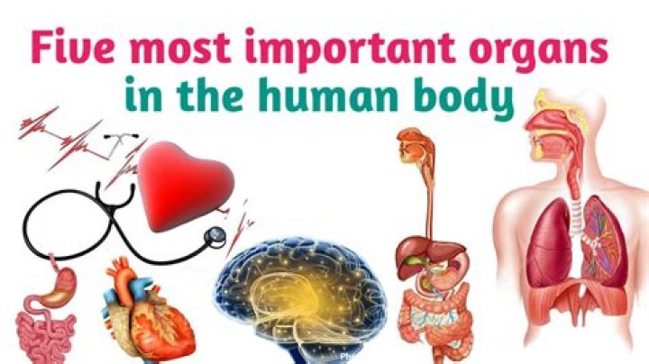 Which is an important factor in human Organisation?